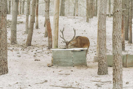 A Stag deer is drinking water in forestの写真素材