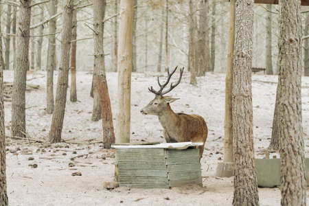 A Stag deer is drinking water in forestの写真素材