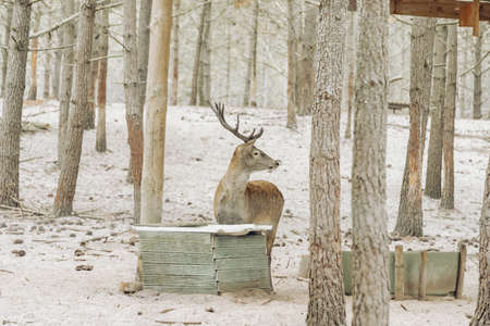A Stag deer is drinking water in forestの写真素材