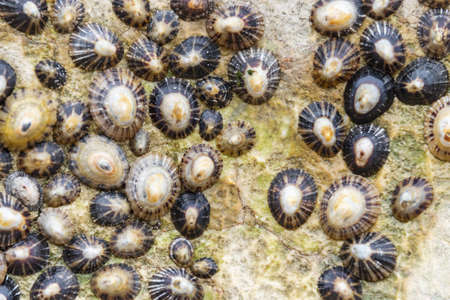 Several common limpets stuck on a beach rockの写真素材