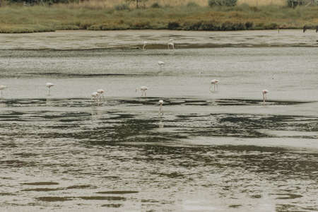 View of Flamingo flock resting standing in water, in Portugalの写真素材