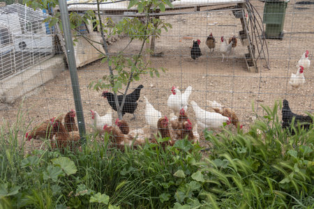 Organic free-range hens give healthy eggs.の写真素材