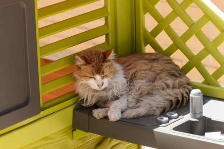Red cat in the snow. Cold weather. Snowflakes on the furの写真素材