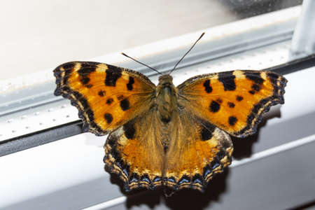 Butterfly on the glass door of home with the colorful of the background outsideの写真素材