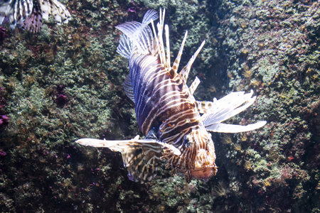 Care of endangered species in zoos. Close-up of Scorpionfish.の写真素材
