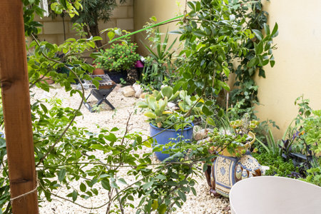 Typical garden of the eastern part of the Iberian peninsula, mediterranean garden.の写真素材