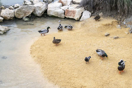 Conservation of waterbirds as their natural environment is disappearing.の写真素材