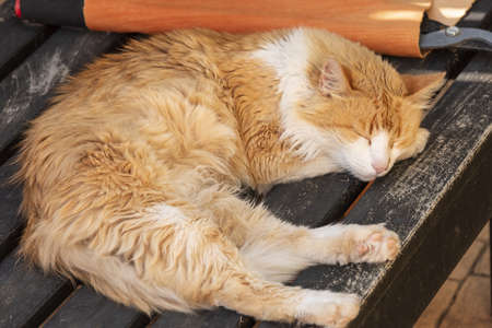 Elderly Norwegian Forest Cat rests in the sunshine.の写真素材