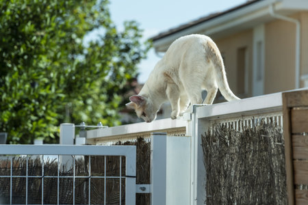 A white domestic cat walks along the edge of a fence.の写真素材