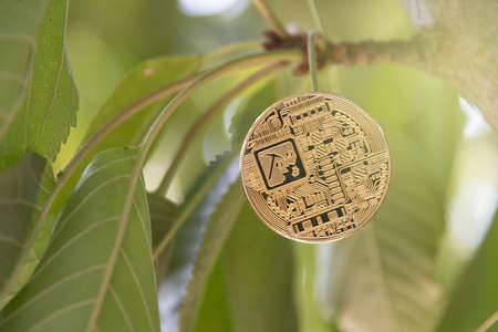 Bit coin, cryptocurrency concept, tree-born currency concept.の写真素材