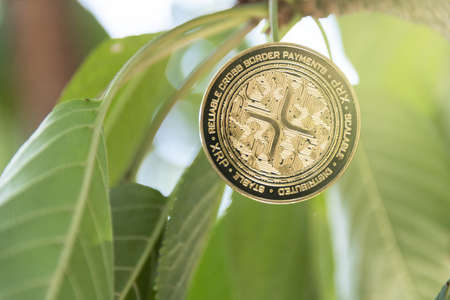 Young plant on the top of coin stack, bitcoin, investment, business growth concept, copy space.の写真素材