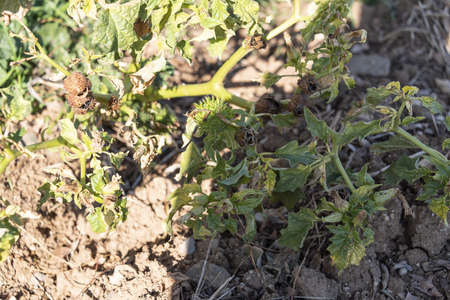 Datura stramonium, Thorn Apple. Wild plant shot in summer.の写真素材