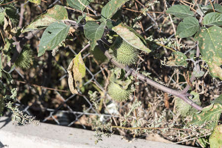Datura stramonium, Thorn Apple. Wild plant shot in summer.の写真素材