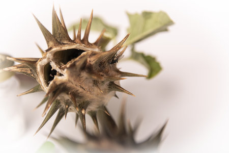 Stramonium plant, also called burundanga. Consciousness-erasing plant.の写真素材