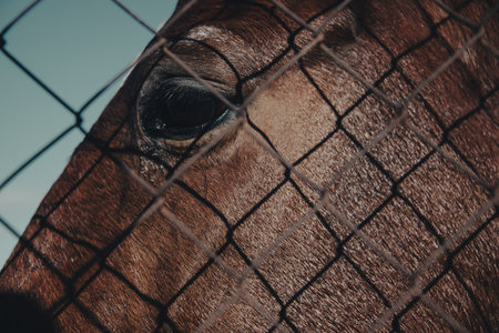 Close-up of a horses eye through the fence.の写真素材