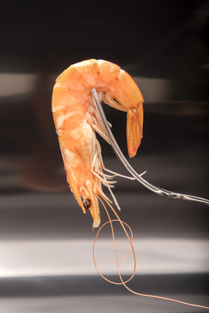 Roasted tails of shrimps with fresh rosemary and lemon.の写真素材