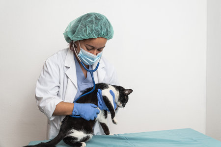 Veterinarian checks cat in veterinary clinic by auscultating the heart.