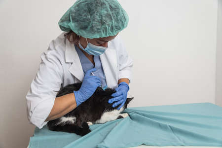 Veterinarian checks cat in veterinary clinic by injecting medication.の写真素材