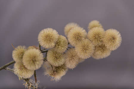 Close-up of dried wildflowers from the common countryside.の写真素材
