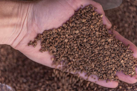 Close-up of a handful of crushed olive pits in the hands of a man. Concept of organic crushed olive seeds used as biofuel. Biofuel component. Biomass energy.の写真素材