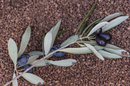 Crushed olive seeds using as biofuel. Biofuel component. Biomass energy.の写真素材