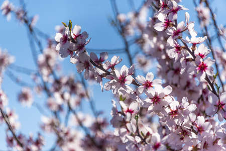 Gentle flowering almond tree. Branches of almond flowers in sunny den on the background of the blue-sky. Selective focus.の写真素材