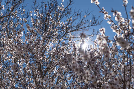 Almond tree flower groowing spring.の写真素材