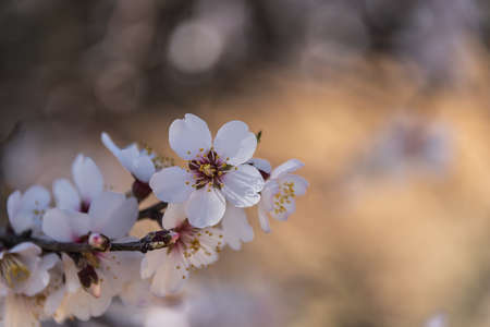 Spring border or background art with pink blossom. Beautiful nature scene with blooming tree and sun flare. Easter Sunny day. Spring flowers. Beautiful Orchard Abstract blurred background. Springtime.の写真素材