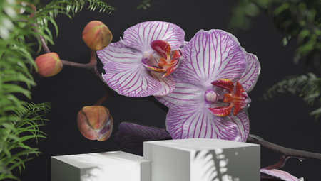 Black square stand for presentations of packaging and cosmetics with delicate orchid flowers in sun. Concept of 3d rendering podium for product demonstrations.の写真素材