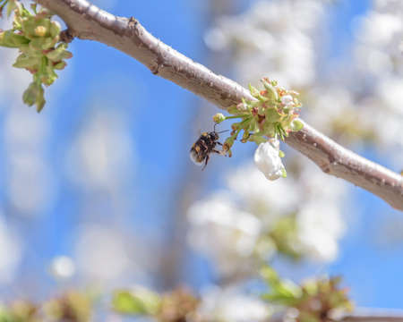 bee in flight on cherry blossom. The problem of the disappearance of bees.の写真素材