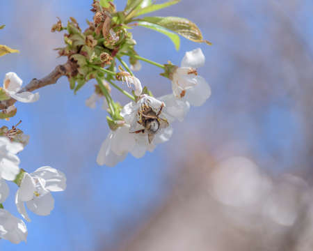 Honey bee missing concept or disappearing bees message sign as an agriculture symbol for farming pollination crisis as the decline and vanishing pollinating insects.の写真素材