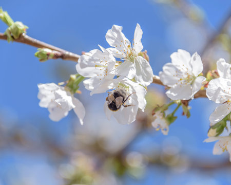 Honey bee missing concept or disappearing bees message sign as an agriculture symbol for farming...