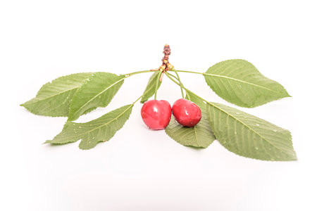 Fresh cherry fruit on white background.の写真素材