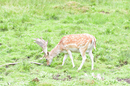 Fallow deer during the rutting season.の写真素材