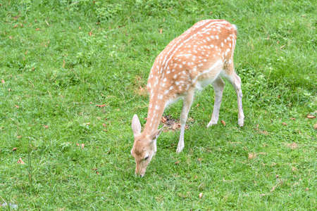 Fallow deer during the rutting season.の写真素材