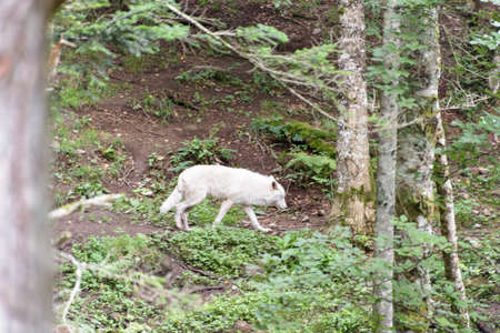 White wolf walking in the forest.の写真素材