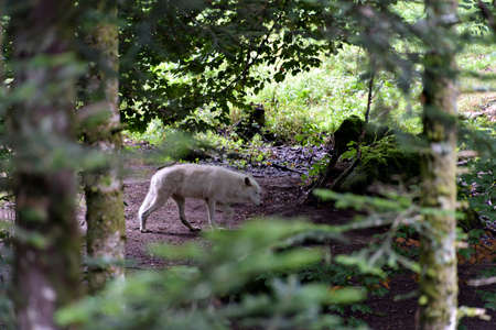 White wolf walking in the forest.の写真素材