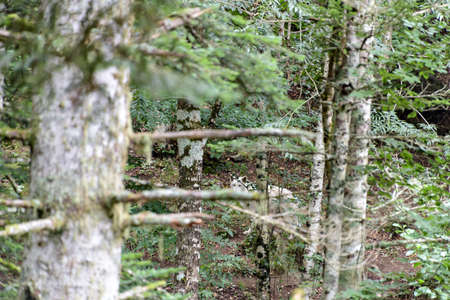 White wolf walking in the forest.の写真素材