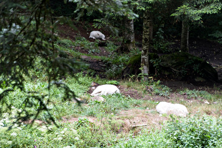 A pack of white wolves resting in a forest meadow on a warm day.の写真素材