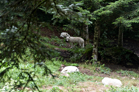 A pack of white wolves resting in a forest meadow on a warm day.