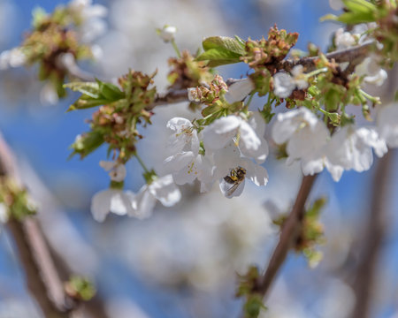 Close-up of cherry blossoms on blue sky background.の写真素材