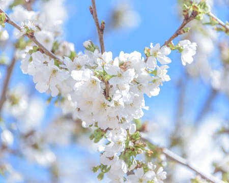 Close-up of cherry blossoms on blue sky background.の写真素材