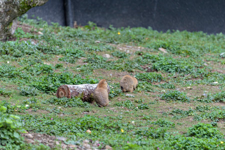 Black-tailed prairie dog Cynomys ludovicianus portrait of a cute pet.の写真素材