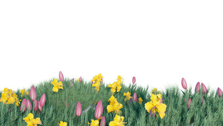 Large tall grass Isolated on a white background.の写真素材