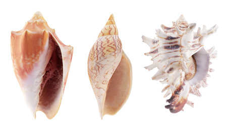 Set of seashells for decoration of summer backgrounds.