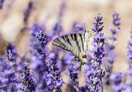 lavender flowers and butterflyの写真素材