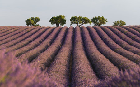 lavender fields in Provenceの写真素材