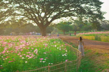 Colorful flowers in the park Spring landscapeの写真素材