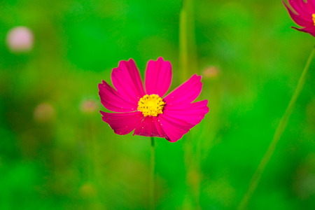 Beautiful flowers with flowers background. Spring flowersの写真素材
