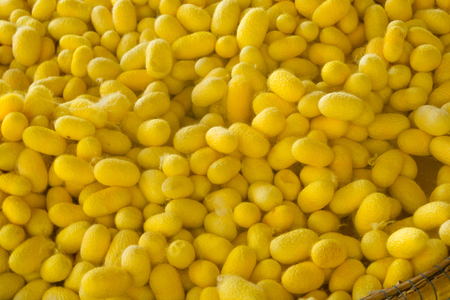 Yellow Cocoon For the background, the source of the silk line.の写真素材